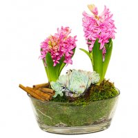 Rosa hyacint plantering - Julblommor - Skicka blommor